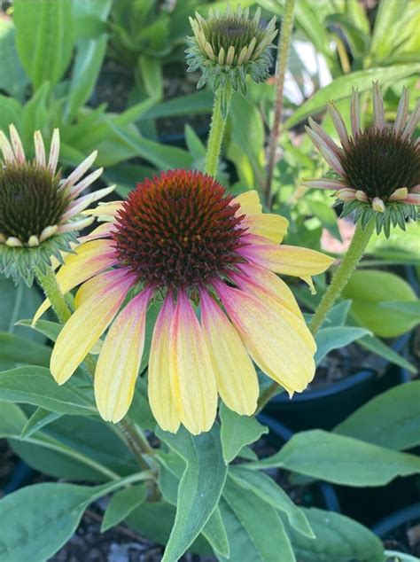 Echinacea Butterfly Yellow Rainbow Marcella Pp30410 Etsy