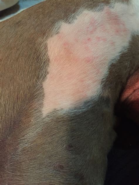 My Dog Has Red Raised Rashes Under His Armpits With Also Red Pinkish
