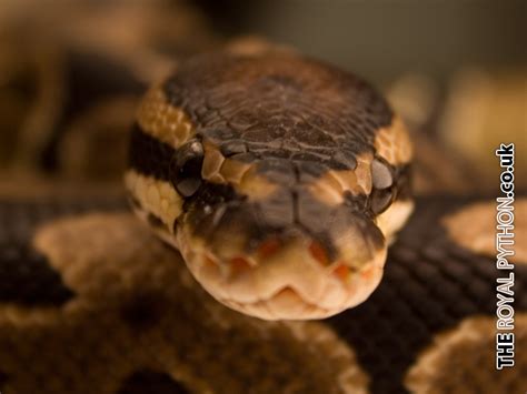 Royal Python Downloads - The Royal Python.co.uk - Royal ...