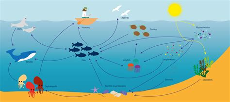 Food Web From An Ocean Ecosystem