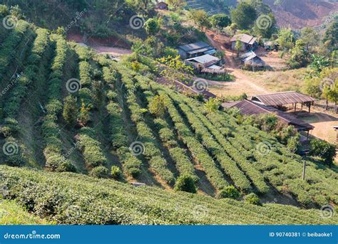 View Of Tea Plantation Landscape Of Tea Plantation At Doi Mae Salong Chiang Rai Thailand
