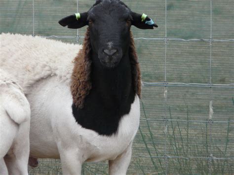 Australian Dorper Sheep Cluny Livestock Exports Pty Ltd