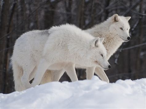 Arctic Wolf Prince Georges County Parents Maryland Blog