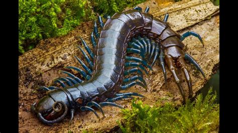 Centipede Feeding Time Youtube