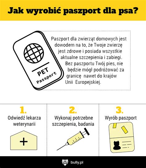 Jak wyrobić paszport dla psa najważniejsze wskazówki Bully pl
