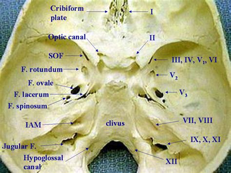 Clivus Anatomy Wikipedia