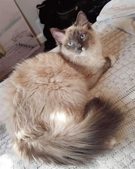 Ragamese Ragdoll And Siamese Mix Info Facts Pictures Faqs And More 2022