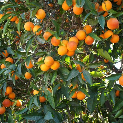 Dwarf Blood Orange Tree Small Orange Tree