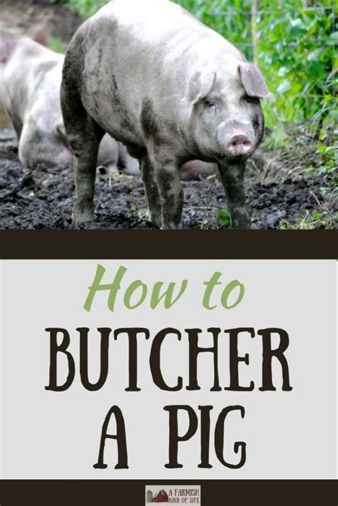 How To Butcher A Pig At Home