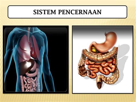 Ppt Sistem Pencernaan Manusia Homecare24