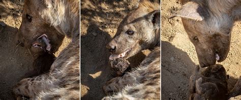 Hyena Birth Moment Of Magic Africa Geographic