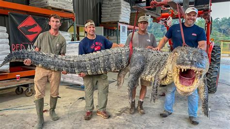 Mississippi Hunters Catch Record Breaking 364kg Alligator Abc News