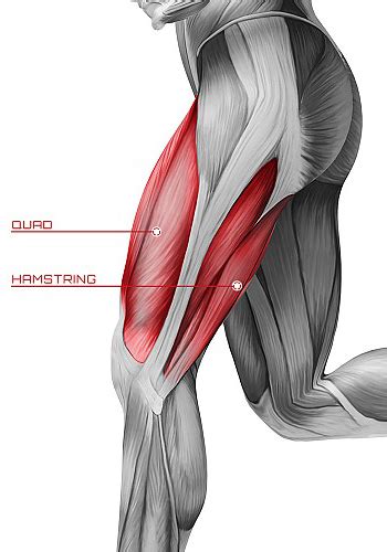 Quadriceps Mobility And Strength The Center Foundation