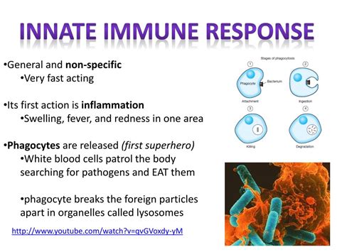 Ppt The Immune System Powerpoint Presentation Free Download Id2733152