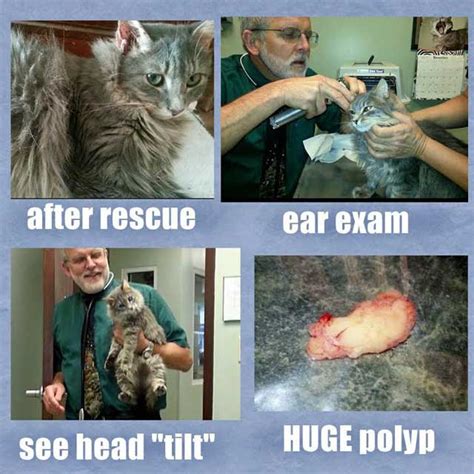 Huge Ear Polyp Removed From Cat Advocating Animal Welfare