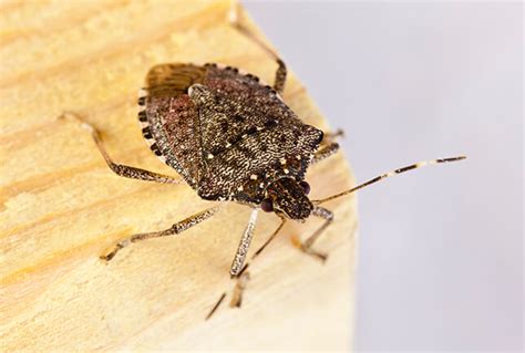 How To Get Rid Of Stink Bugs In The House Facts Info Etc