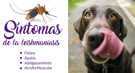 Qué es la leishmaniosis y cuáles son sus síntomas Clínica veterinaria en Soria
