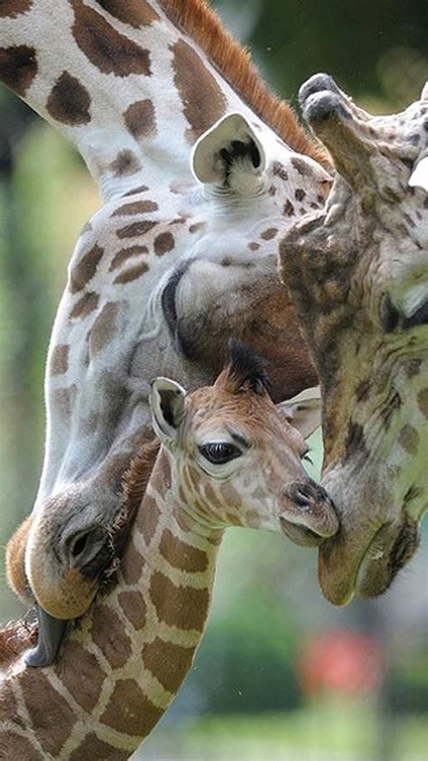 Animal Pictures Of The Week 8 July 2011 Giraffe Animals Cute