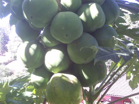 Check spelling or type a new query. Forum: Paw Paw Tree