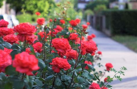 5 Fakta Unik Dan Menarik Bunga Mawar Yang Perlu Anda Ketahui