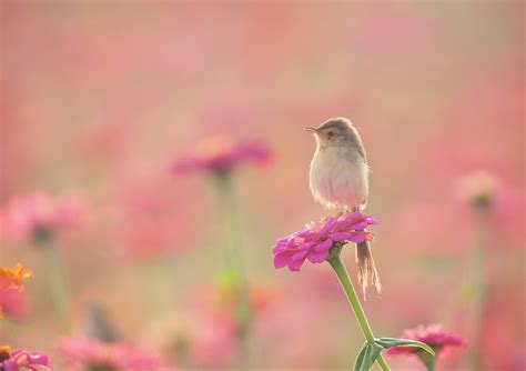 55 free images of flora fauna. Wallpaper : birds, animals, flowers, nature, plants ...