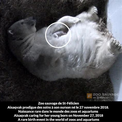 Birth Of A Polar Bear Cub At Zoo Sauvage De Saint Félicien