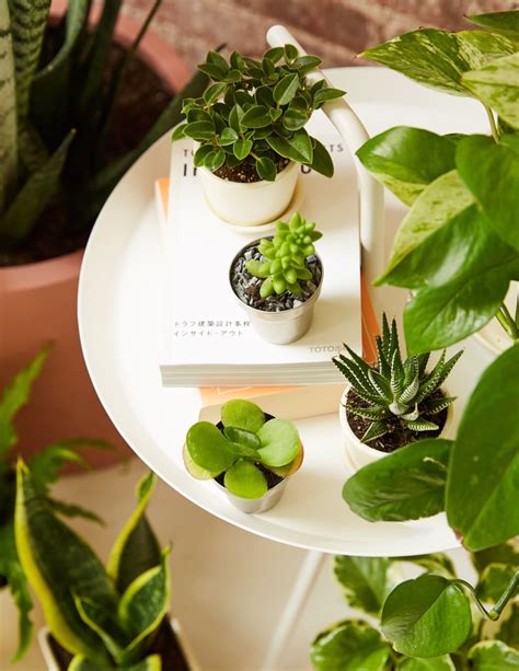 Best Desk Plants 7 Indoor Plants Ideal For Your Desk Or Office