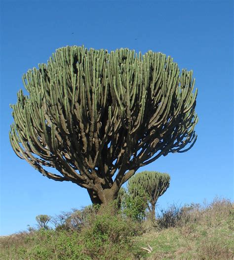 Euphorbia Or Candelabra Plant Ngorongoro Crater Savanna Plants