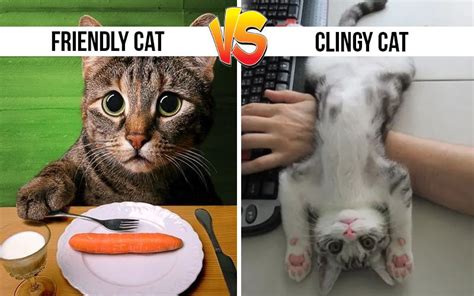 Symptoms And Cures For Your Clingy Cat Step By Step Guide