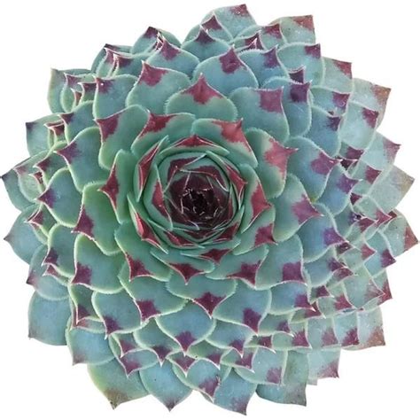 11 Types of Outdoor Succulents for Extreme Cold Weather | Sempervivum