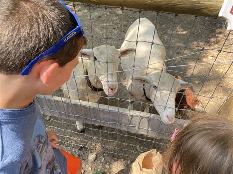 14 Petting Zoos In Nj To Visit With Furry Friends