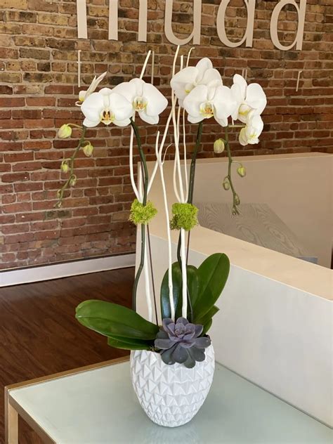 Double Stemmed White Phalaenopsis Orchid Planter In Chicago Il Mudd Fleur