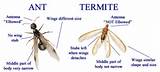 Termite Exterminators Los Angeles