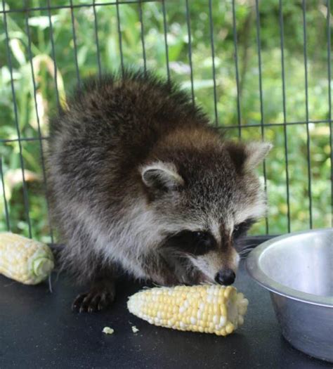 Tips for identifying, controlling, and getting rid of the raccoons in your garden with raccoon deterrents from the old farmer's almanac. How to Get Rid of Raccoons in Your Garden Humanely