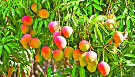 Mango Trees 🌴 Mango Tree Mango Plant Indoor Fruit Trees