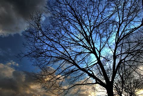 Sad Tree Albero Triste Nikon D60 Federico Mosconi Flickr