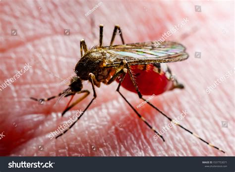 Dangerous Malaria Infected Culex Mosquito Bite Stock Photo Edit Now
