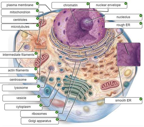 The Human Cell Cell Human Map