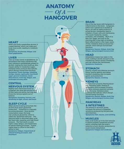 Anatomy Of A Hangover— Hangover Heaven Las Vegas Iv Specialists
