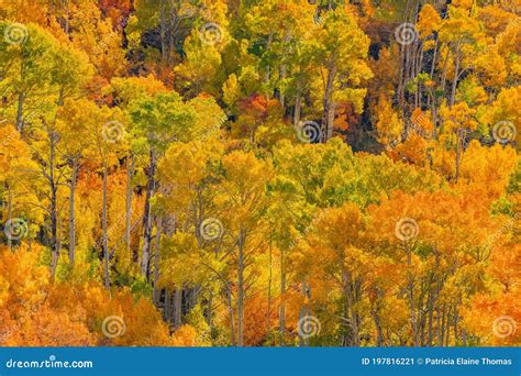 Bishop Creek Canyon Is In Autumn Color In The Sierra Nevada Range Ca