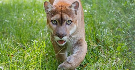 Florida Panther Animal Facts Puma Concolor Couguar Az Animals