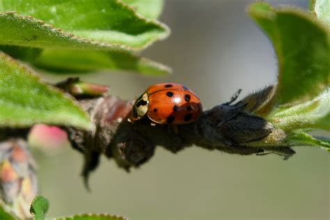 Free picture: ladybug, garden, plant, spring, bug, insect, beetle