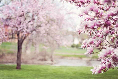 Free Images Tree Branch Flower Bloom Spring Produce Macro