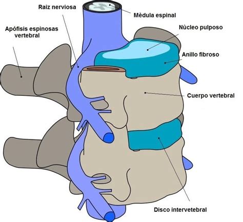 Estenosis del canal lumbar síntomas ejercicios y tratamiento
