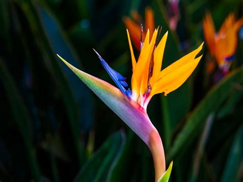 Propagating Bird Of Paradise Plants Growing Bird Of Paradise Seeds And Divisions