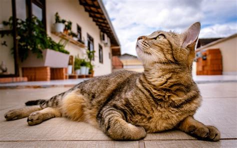 Free Photo Kitten Cat Outdoors Feline Lying Down Pet Max Pixel