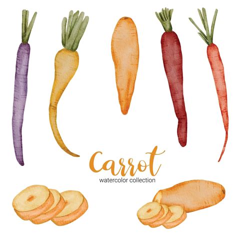 The Carrot In Watercolor Collection Flat Vector On White Background