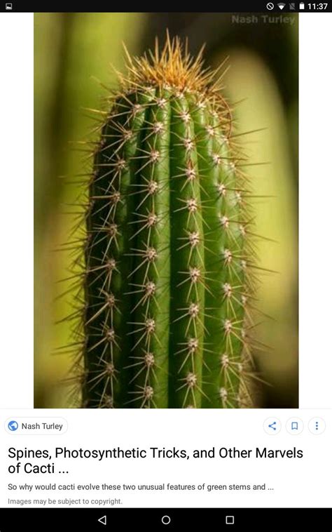 Everything a plant does can be comparable to making a budget, except. why are the leaves of cactus modified into spines - Brainly.in