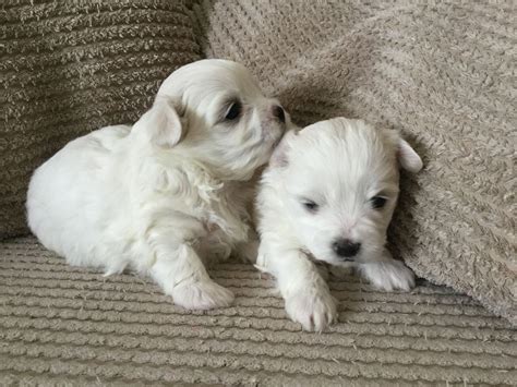 Two boys (blue blankets) and 6 girls. Maltese Puppies For Sale | Colorado Springs, CO #193248