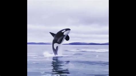 Beautiful Orca Jumping Out Of Water Youtube